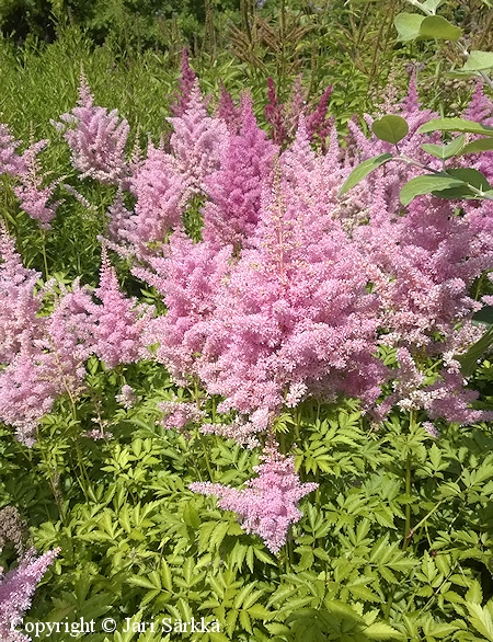 Astilbe Arendsii-Ryhm 'Gloria', tarhajaloangervo